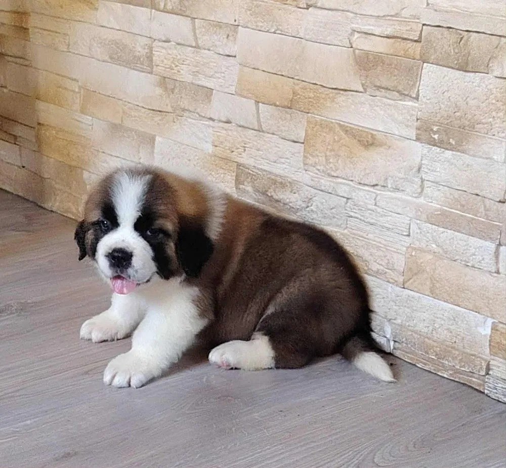 Holly star-Mámbika Szentbernáthegyi kennel - Szekszárd pet otel görseli 3