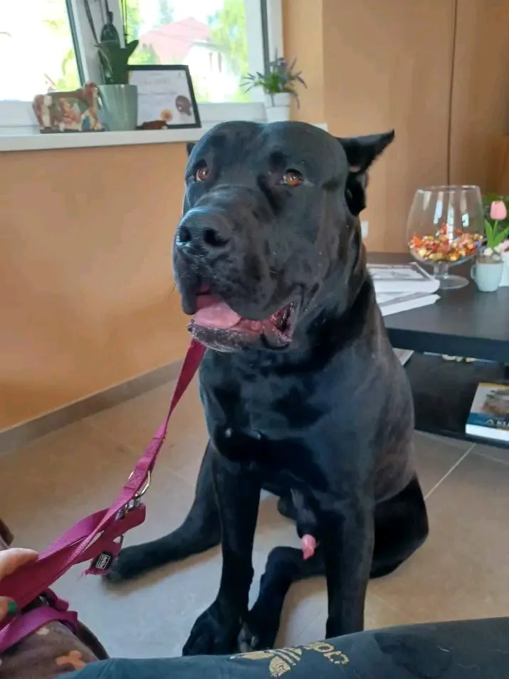 Presa Canario Hungary kennel- Perro Rabioso kennel - Szekszárd pet otel