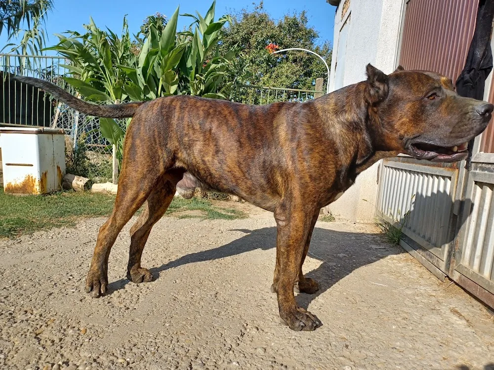 Presa Canario Hungary kennel- Perro Rabioso kennel - Szekszárd pet otel görseli 3