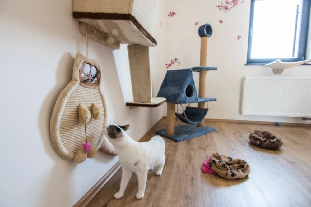 Charlie Doghotel - Szombathely pet otel görseli 15