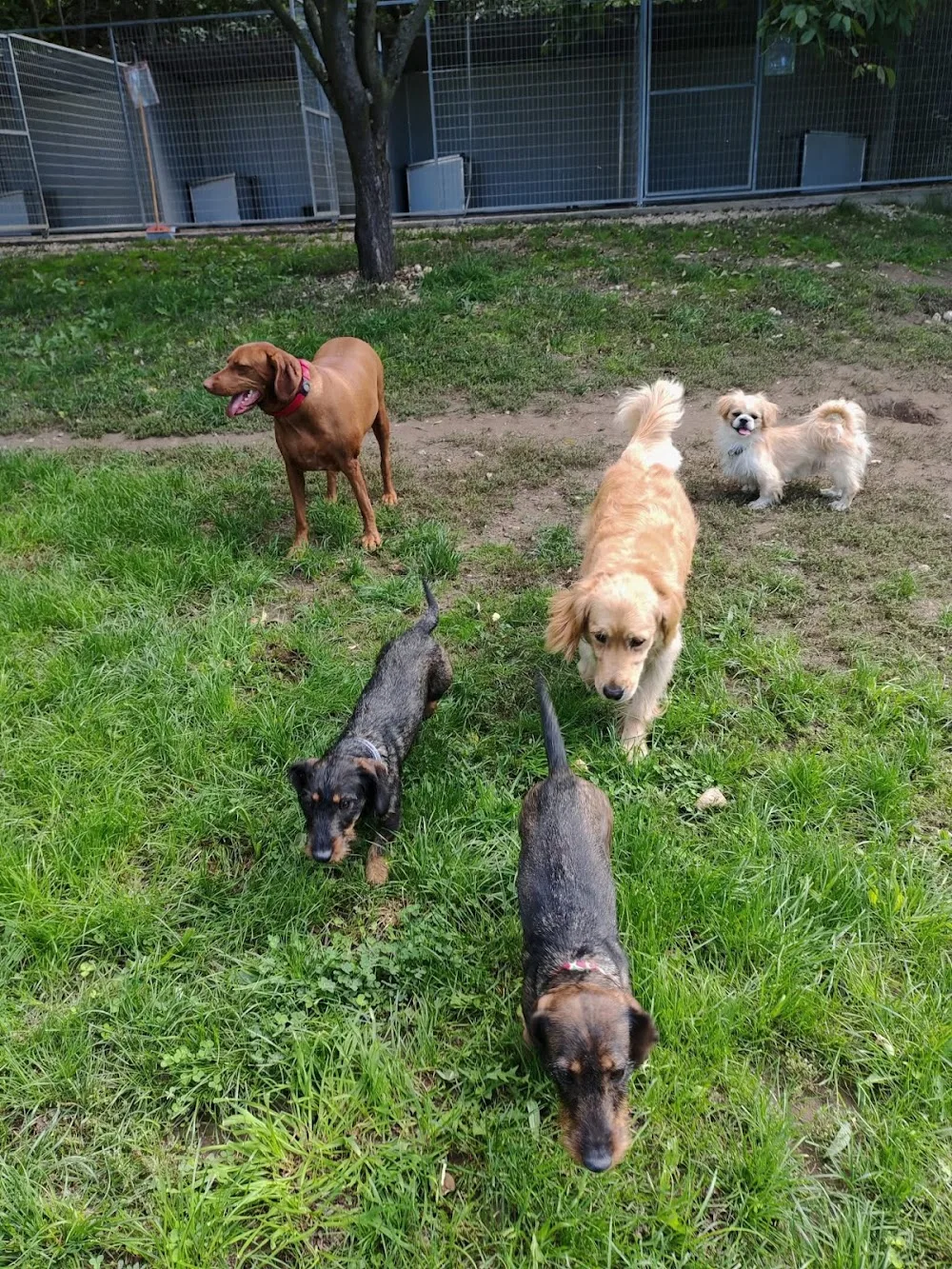 Pet Resort Sümeg -kutya és macska panzió - Szombathely pet otel görseli 3