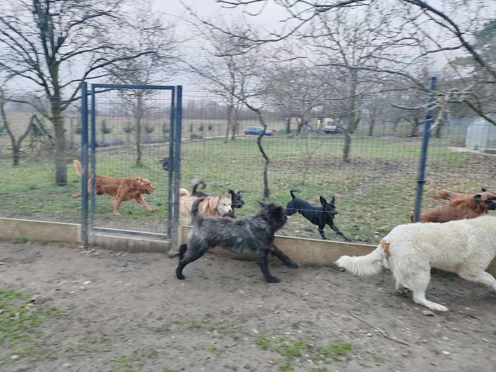 Pet Resort Sümeg -kutya és macska panzió - Szombathely pet otel görseli 6