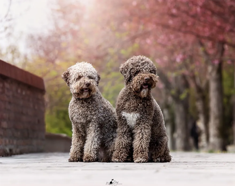 Ramazuri di Hentsy Lagotto Kennel - Szombathely pet otel görseli 5