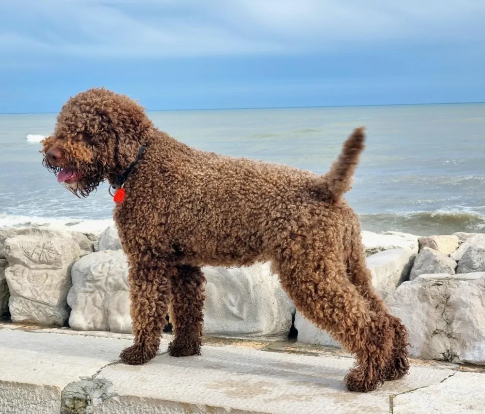 Ramazuri di Hentsy Lagotto Kennel - Szombathely pet otel görseli 6