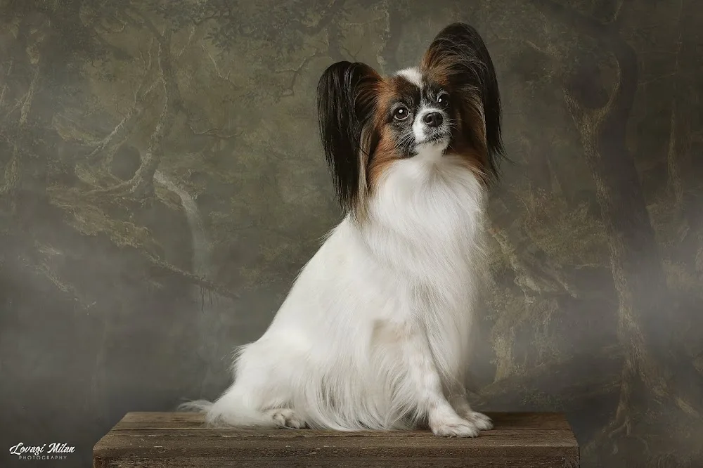 Savaria Tündére Papillon Kennel - Szombathely pet otel görseli 3