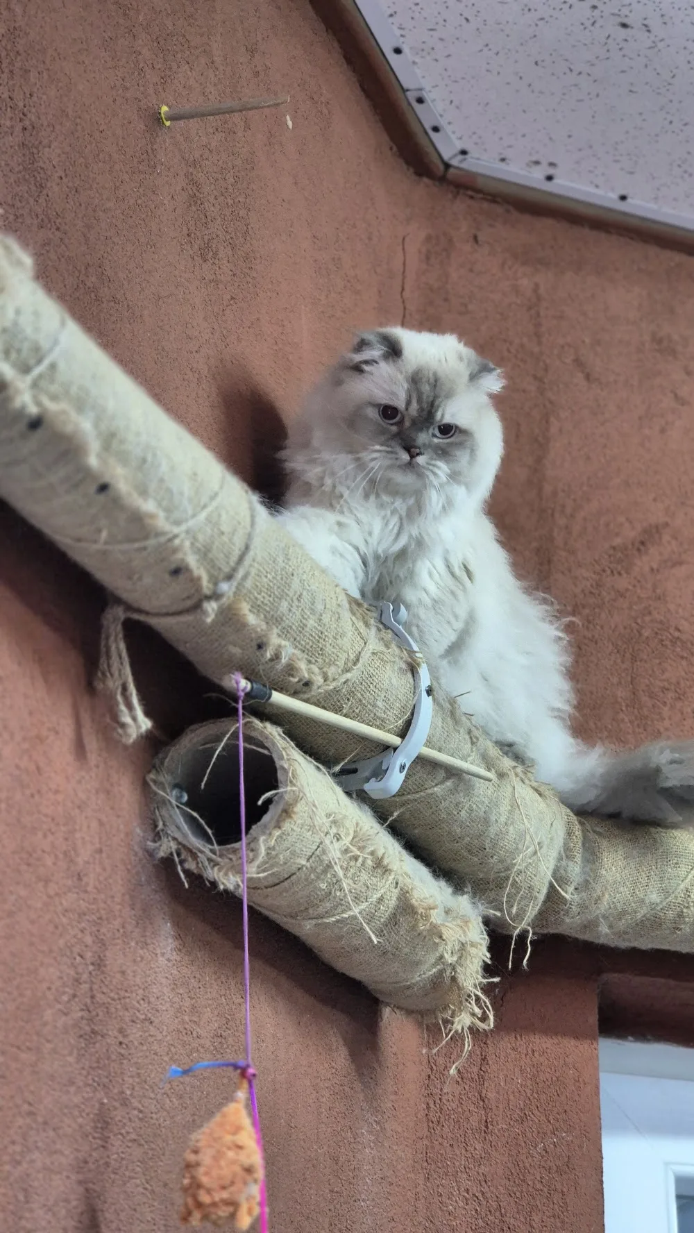 Taby Paws Hotel - Konya pet otel görseli 2