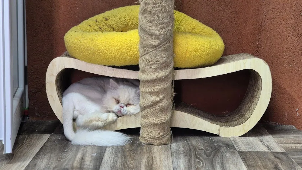 Taby Paws Hotel - Konya pet otel görseli 3