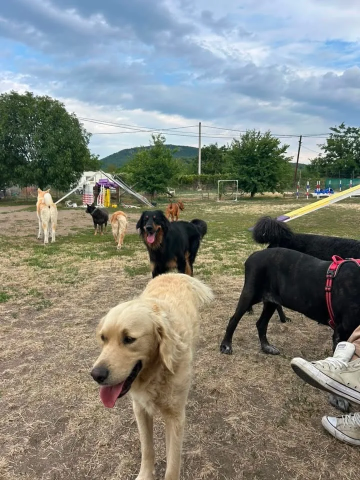 Freedog kutyanapközi - Tahitótfalu pet otel