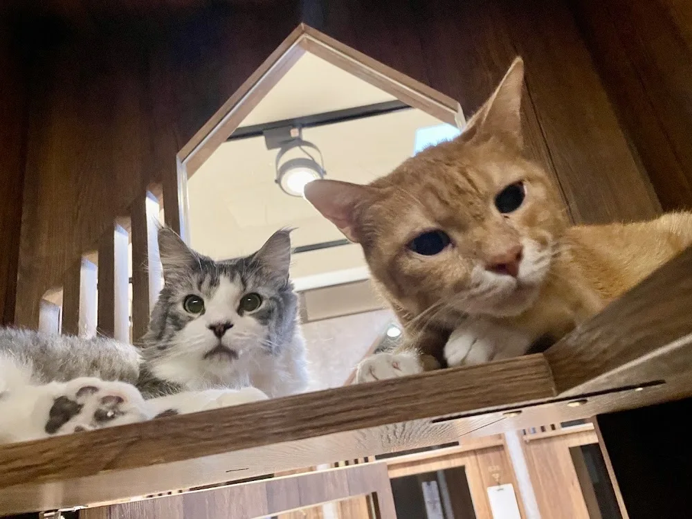 猫肥家猫咪旅馆 / 板桥新埔 - Taiwan pet otel görseli 3