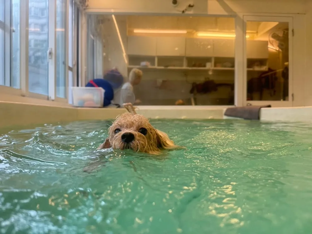 北欧宠物旅馆 森林馆 - Taiwan pet otel görseli 3