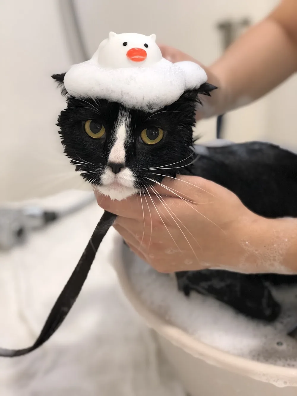 毛旅 宠物旅馆 - Taiwan pet otel