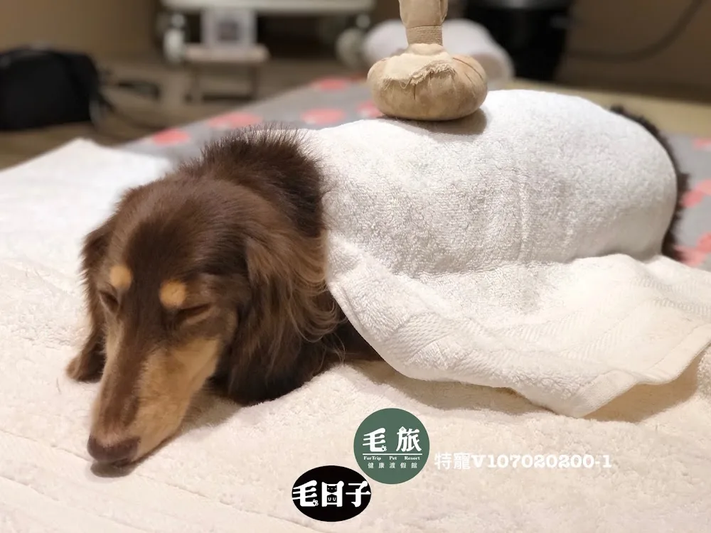 毛旅 宠物旅馆 - Taiwan pet otel görseli 3