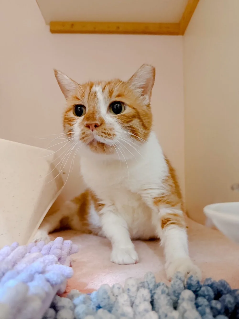喵喵屋猫咪旅馆 - Taiwan pet otel görseli 3