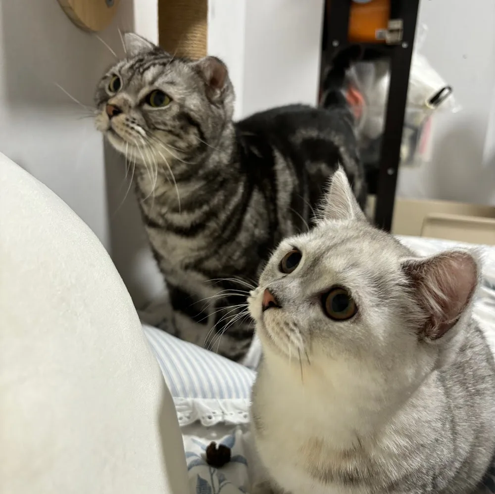 喵喵屋猫咪旅馆 - Taiwan pet otel görseli 4