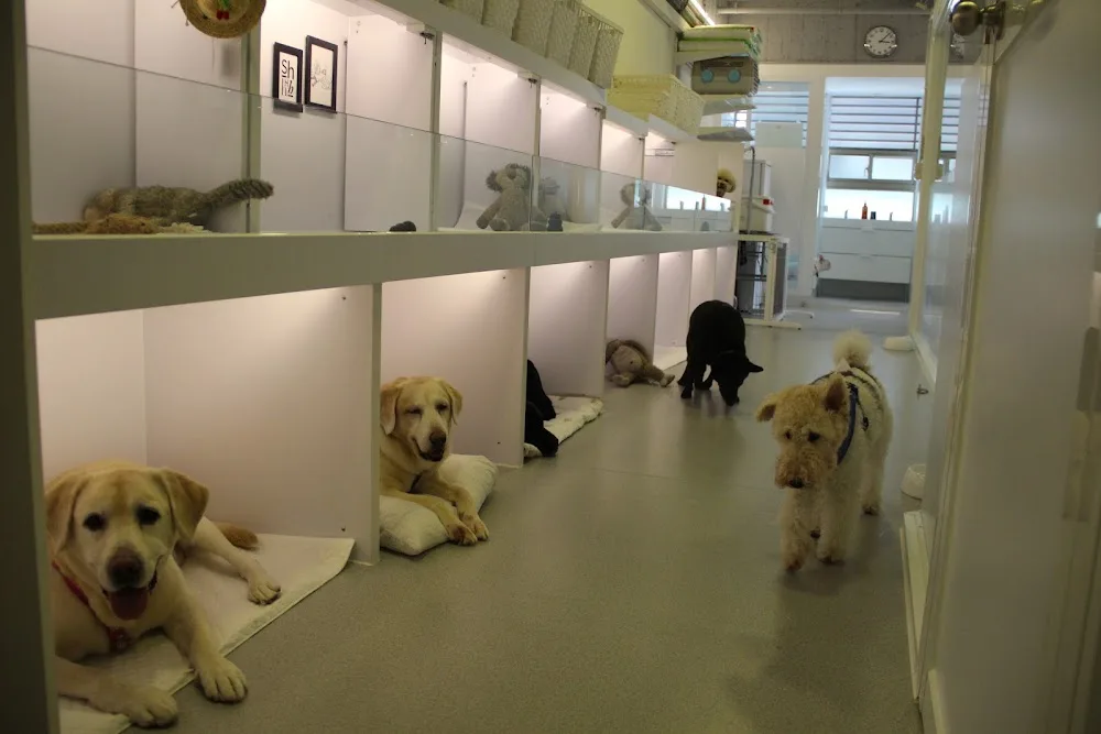 北欧宠物旅馆 游泳馆 - Taiwan pet otel görseli 2