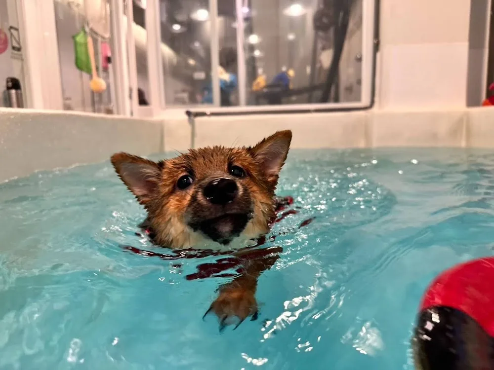 北欧宠物旅馆 游泳馆 - Taiwan pet otel görseli 3