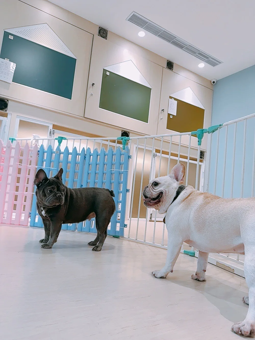 窝日宠物旅馆 - Taiwan pet otel