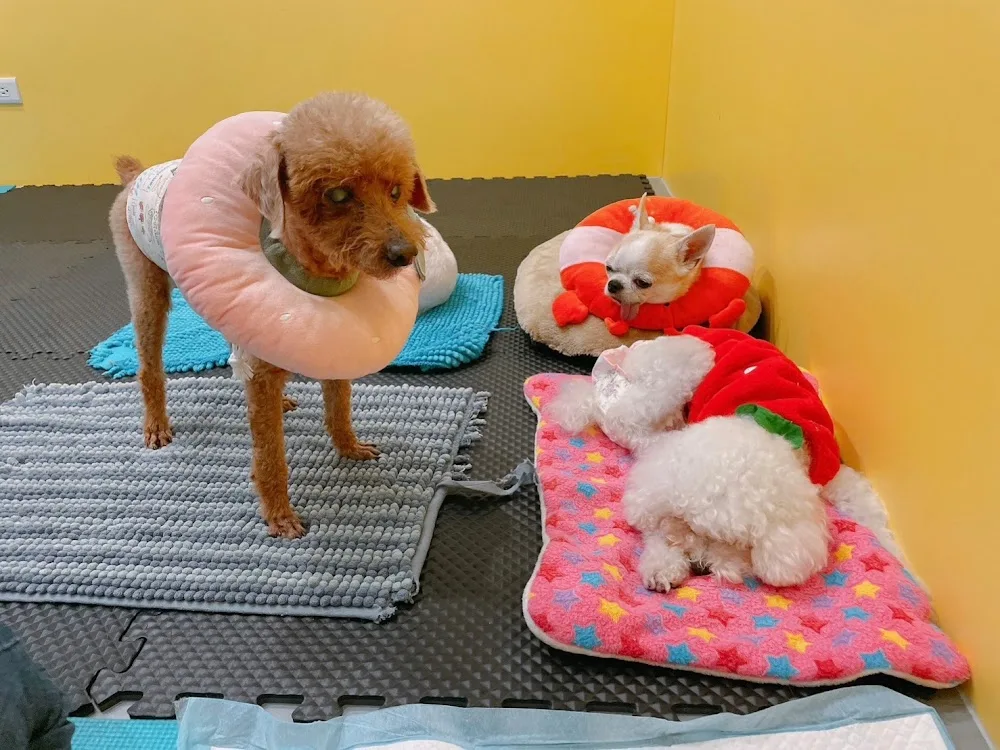 窝日宠物旅馆 - Taiwan pet otel görseli 5