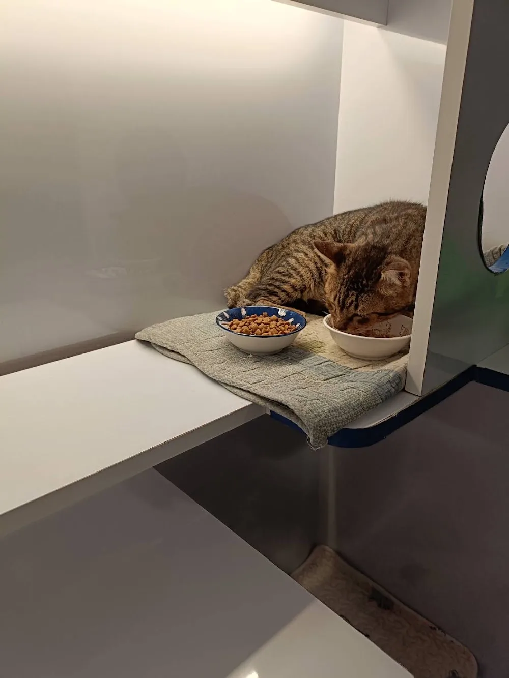 屏东猫班长宠物旅馆.猫咪寄养 - Taiwan pet otel görseli 3