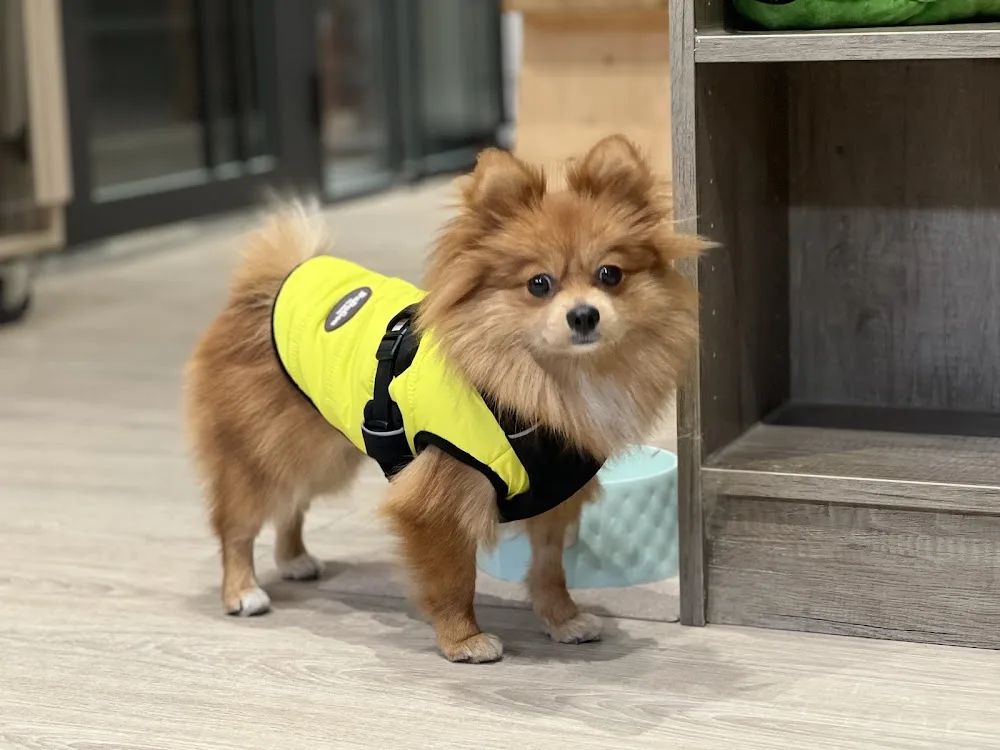 五吉宠物旅馆 - Taiwan pet otel görseli 3
