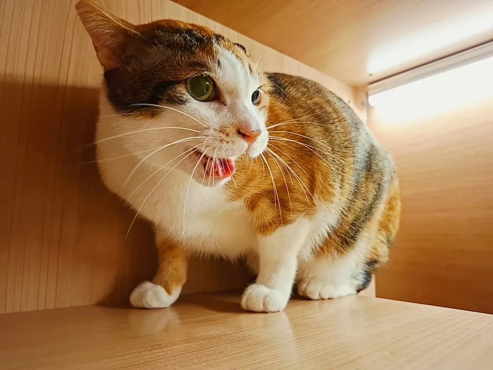 貓格里拉 - 貓旅館 - 貓住宿 - Cat Hotel & Goods - Taiwan pet otel görseli 3
