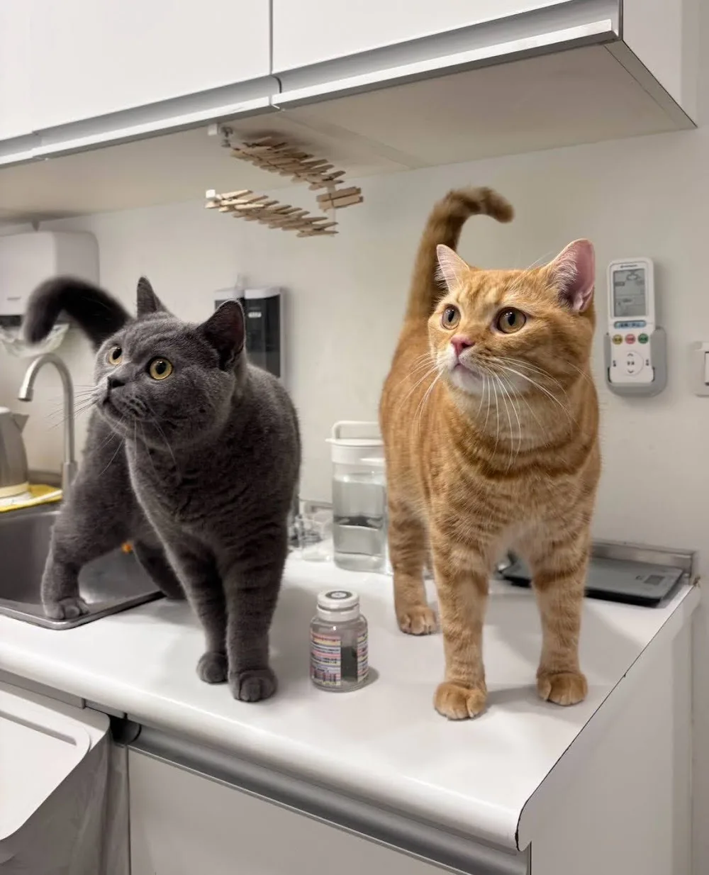 貓森旅-貓旅館Cat Hotel 台北市中心 - Taiwan pet otel görseli 3