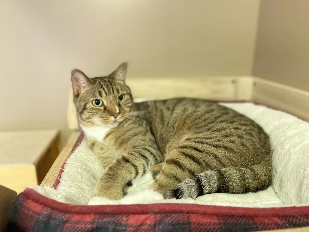 可麗貓旅 Cozy Pets Cats Hotel / Line ID: cozypets / 貓咪住房800元起 - Taiwan pet otel