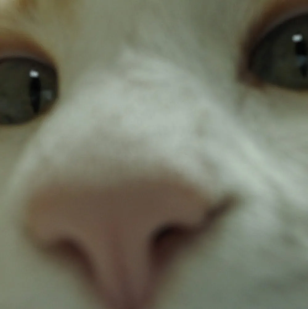 可麗貓旅 Cozy Pets Cats Hotel / Line ID: cozypets / 貓咪住房800元起 - Taiwan pet otel görseli 5