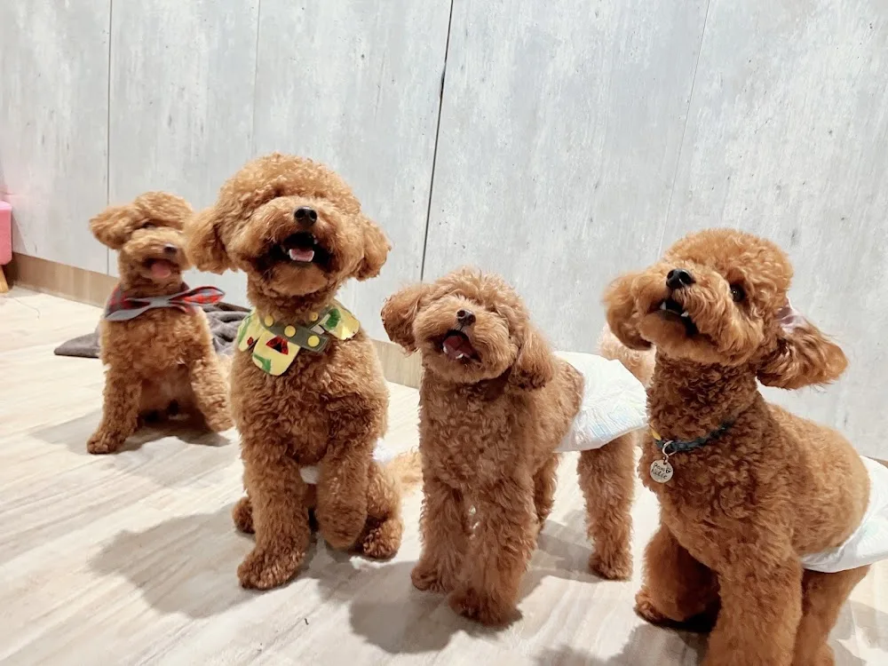 洛芙寵物旅館 Loft Dog Hotel - Taiwan pet otel