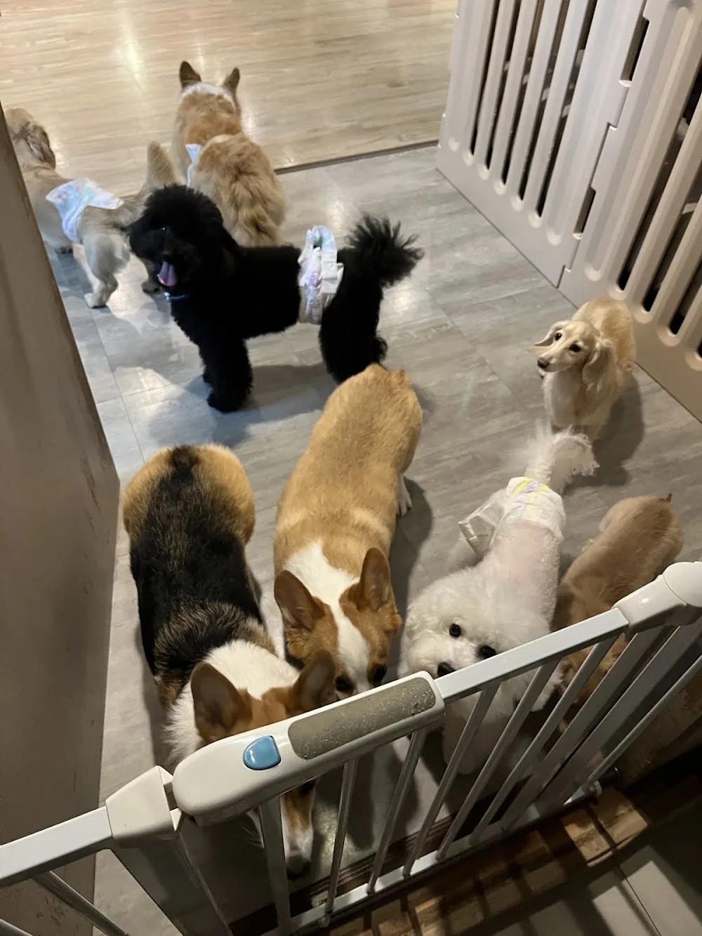 洛芙寵物旅館 Loft Dog Hotel - Taiwan pet otel görseli 3