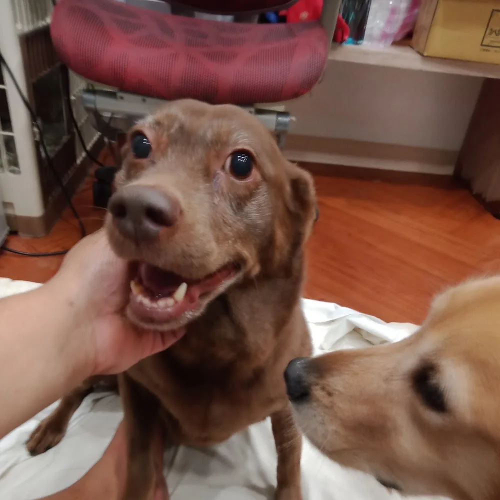 洛芙寵物旅館 Loft Dog Hotel - Taiwan pet otel görseli 4