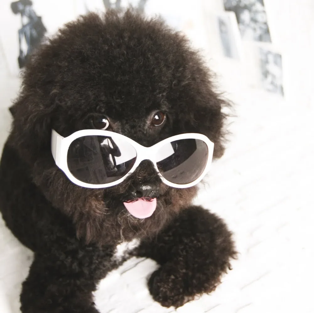 洛芙寵物旅館 Loft Dog Hotel - Taiwan pet otel görseli 5