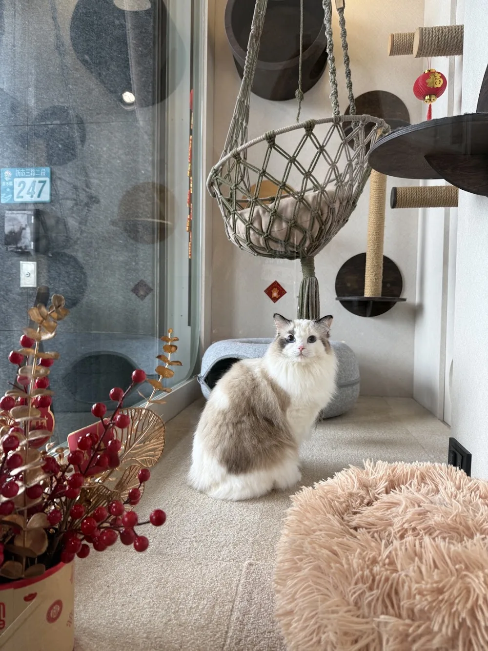 貓喔! 淡水純貓旅館 - Maowo Cat Hotel - Taiwan pet otel görseli 3