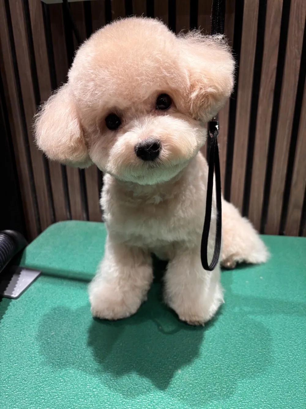 沐寓寵物旅館 Mooon Pets Hotel - Taiwan pet otel