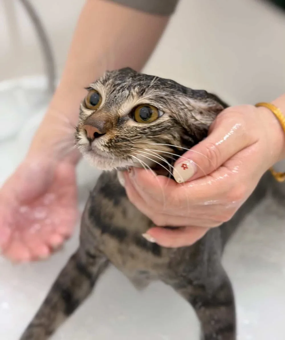 帕諾貓弄Pano cattery•屏東貓舍•貓咪美容 - Taiwan pet otel görseli 3