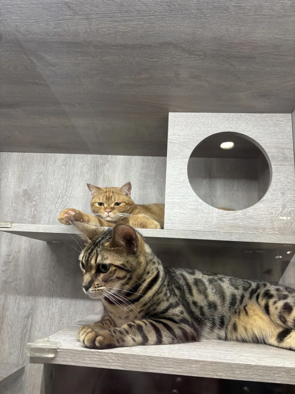 私房貓旅 The Cat Inn.七星級管家式貓咪旅館 - Taiwan pet otel görseli 3