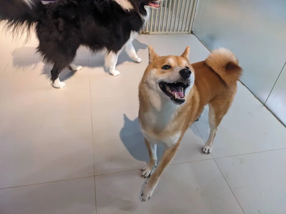 小客廳寵物旅館 The Living Room Pet Hotel - Taiwan pet otel görseli 3