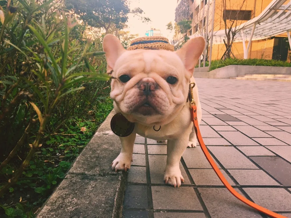 WSPA宠物旅馆 - Taiwan pet otel