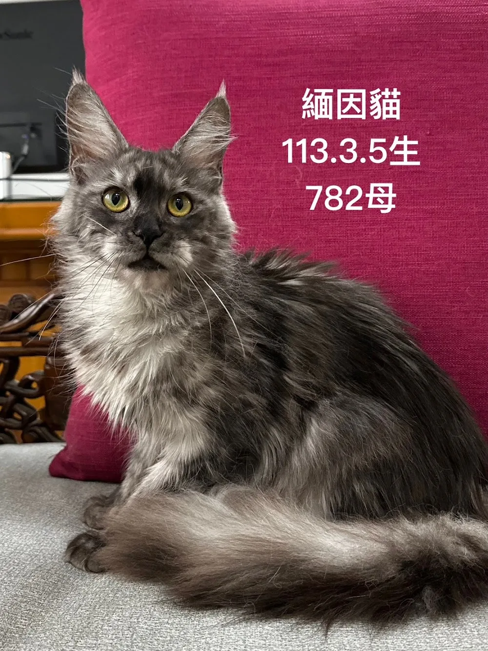 無意良品緬因貓舍 Wuyiliangpin Maine Coon Cattery(預約制) - Taiwan pet otel görseli 2