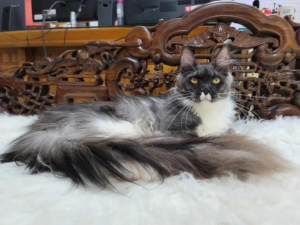 無意良品緬因貓舍 Wuyiliangpin Maine Coon Cattery(預約制) - Taiwan pet otel görseli 3