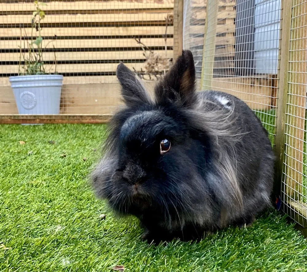 Bunnytopia Rabbit Hotel - Tameside pet otel