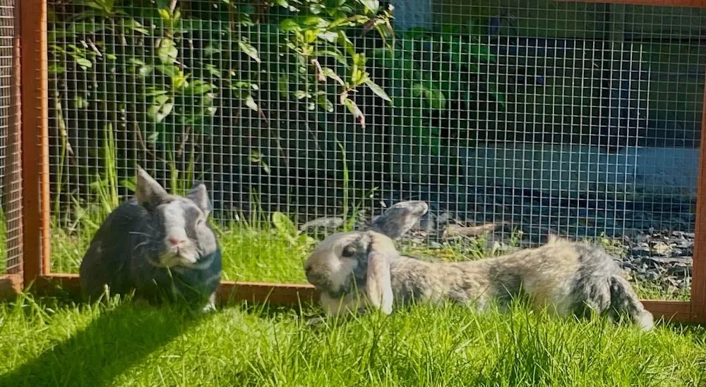 Bunnytopia Rabbit Hotel - Tameside pet otel görseli 3