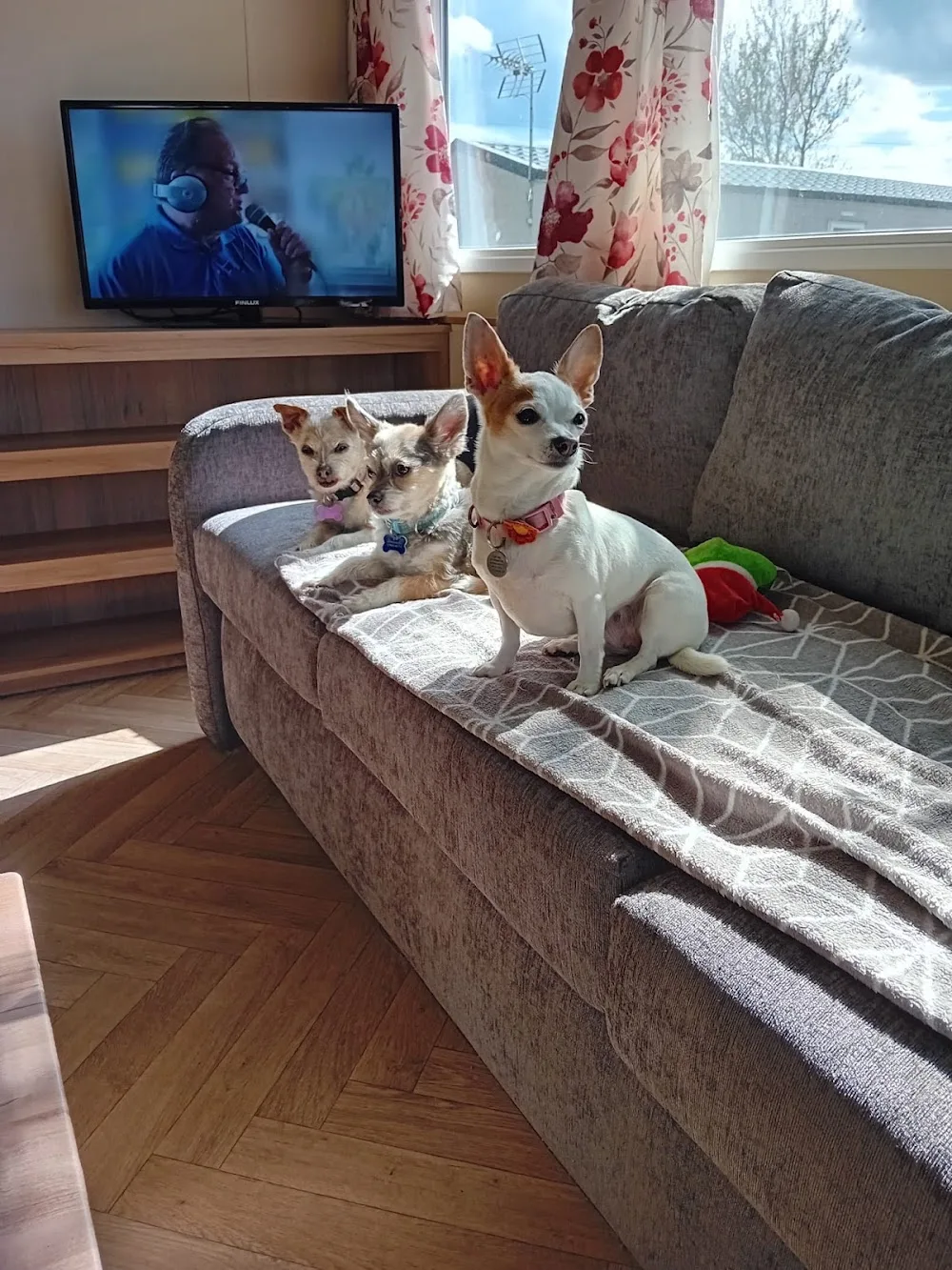 Cozeee Corner - Tameside pet otel