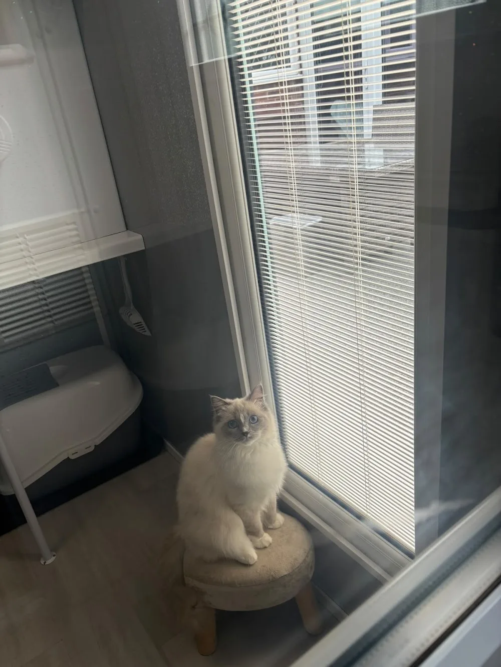 Cuddles Cattery - Tameside pet otel görseli 3