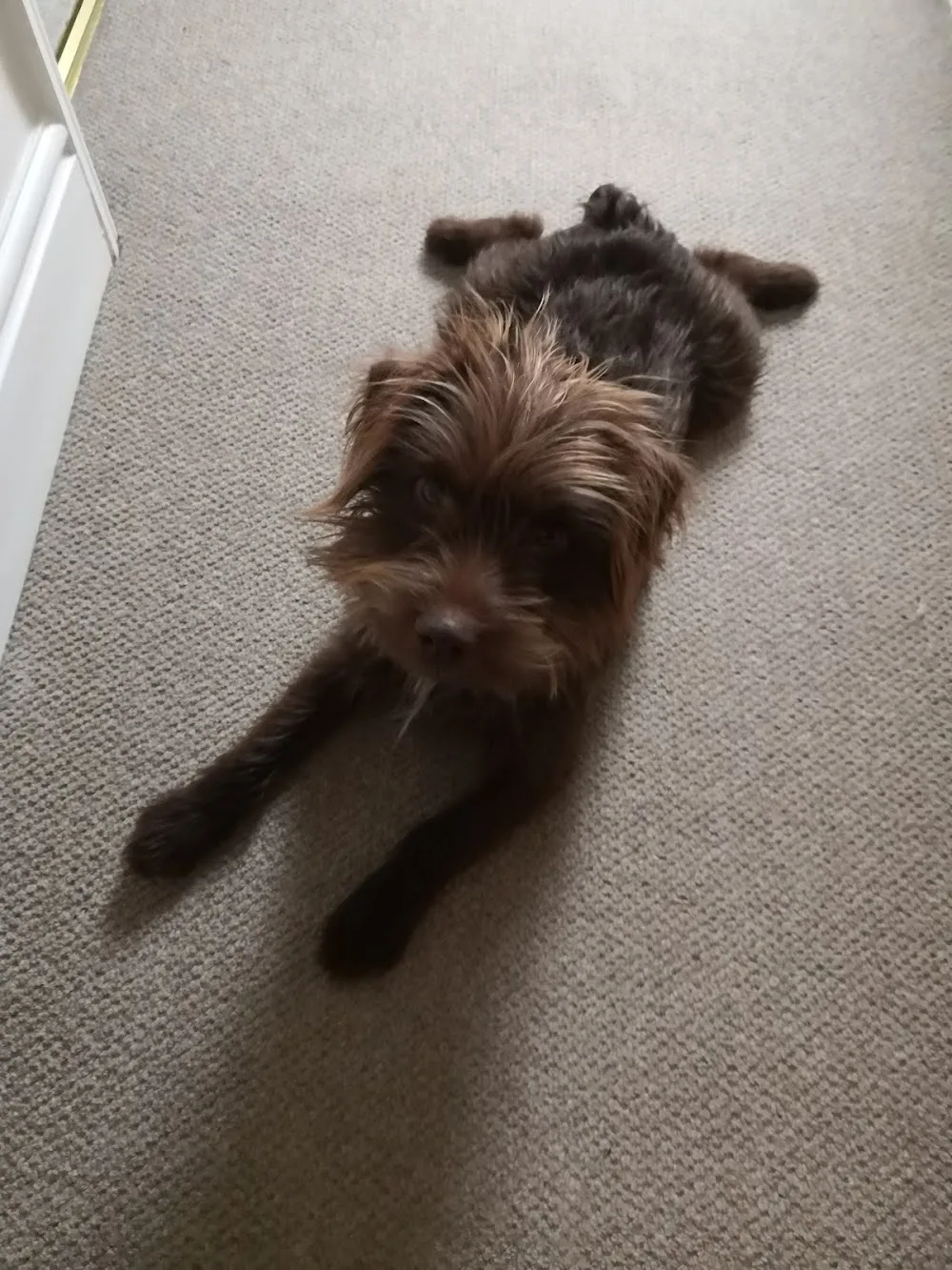 Homeboarding and Daycare - Tameside pet otel