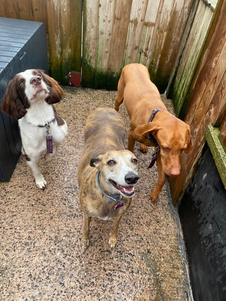 Hotel 4 Hounds - Tameside pet otel görseli 3