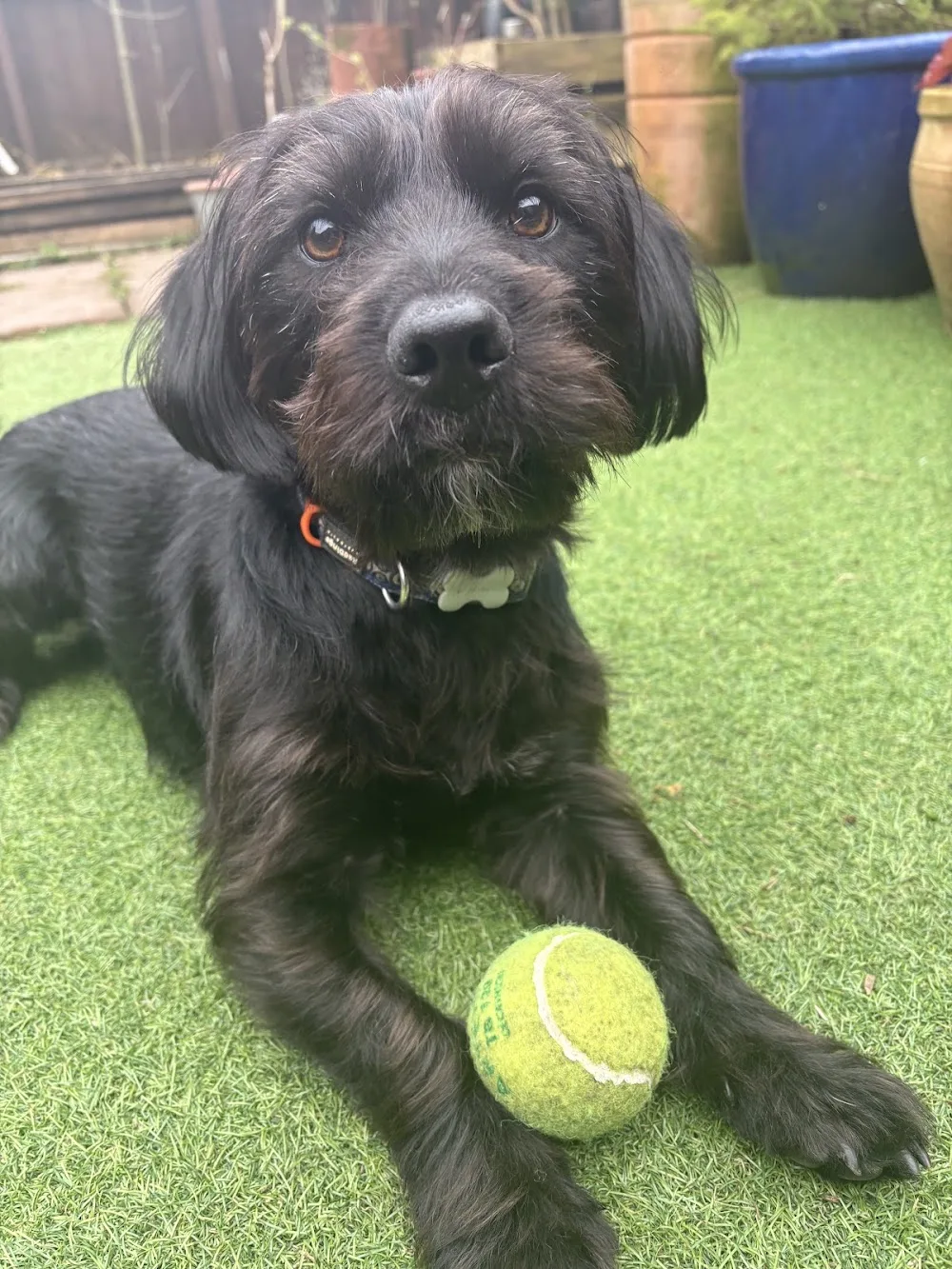 Wagventures - Tameside pet otel