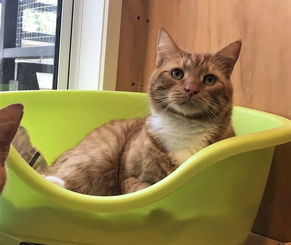 Belt Road Cattery - Taranaki pet otel