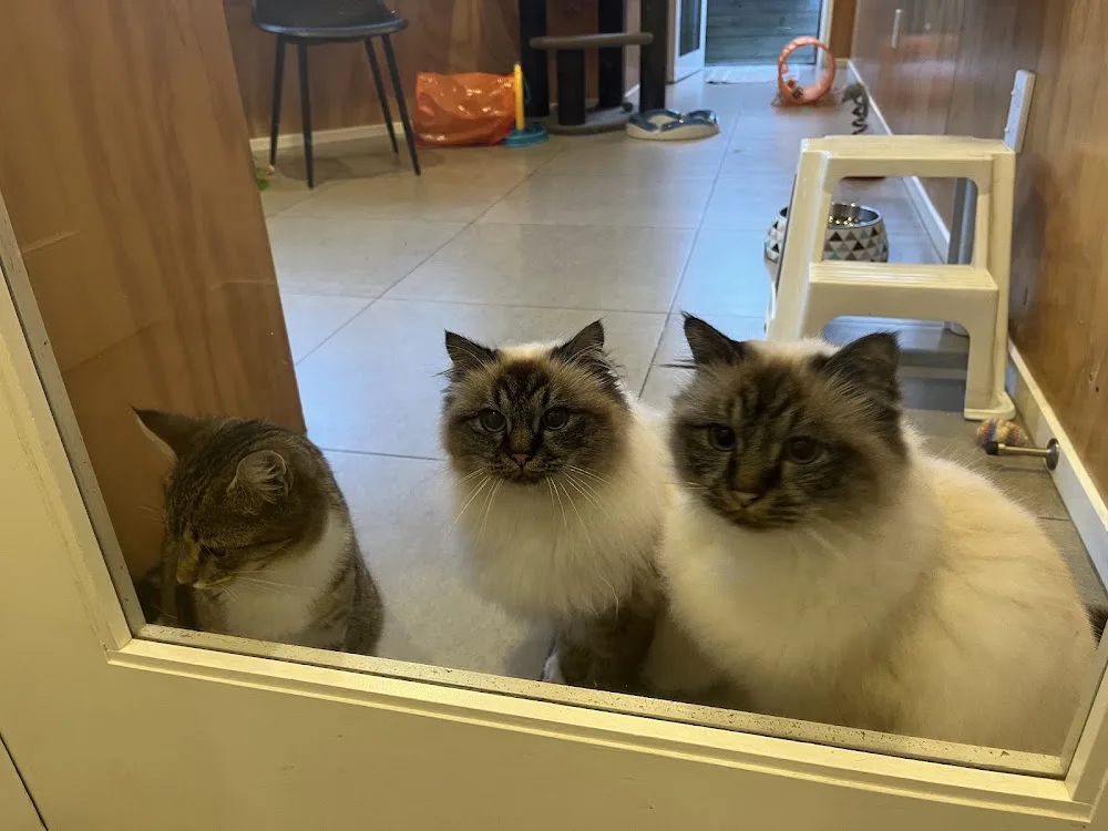 Belt Road Cattery - Taranaki pet otel görseli 3