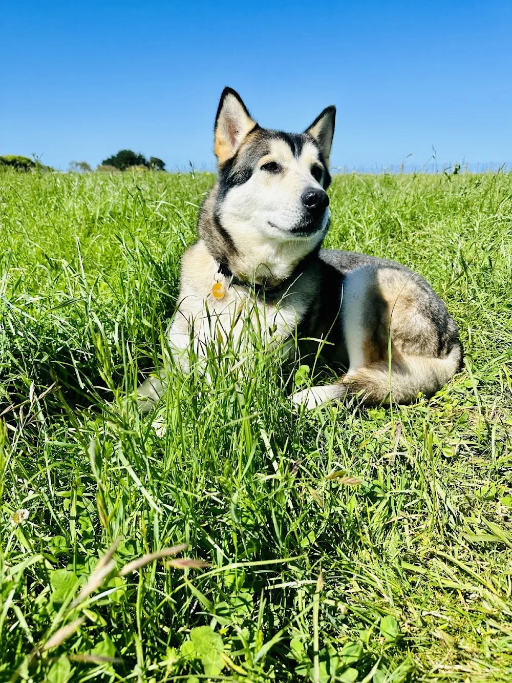 Pawtea Kennels & Cattery - Taranaki pet otel
